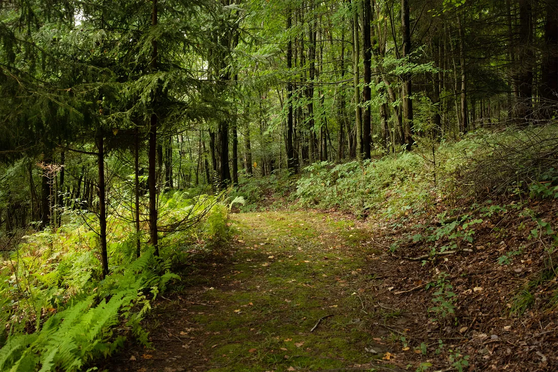 Landscape photo of the woods with green foliage and a grassy path leading through.