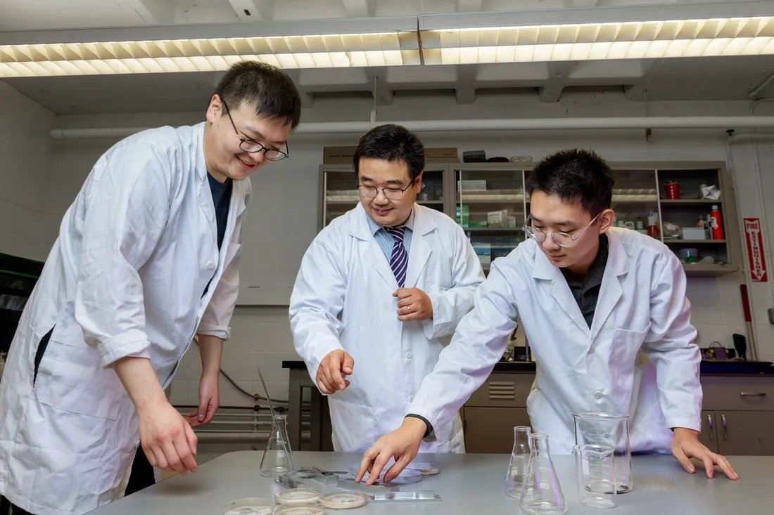 Professor Zhao Qin and colleagues looking at fungi in petri dishes.