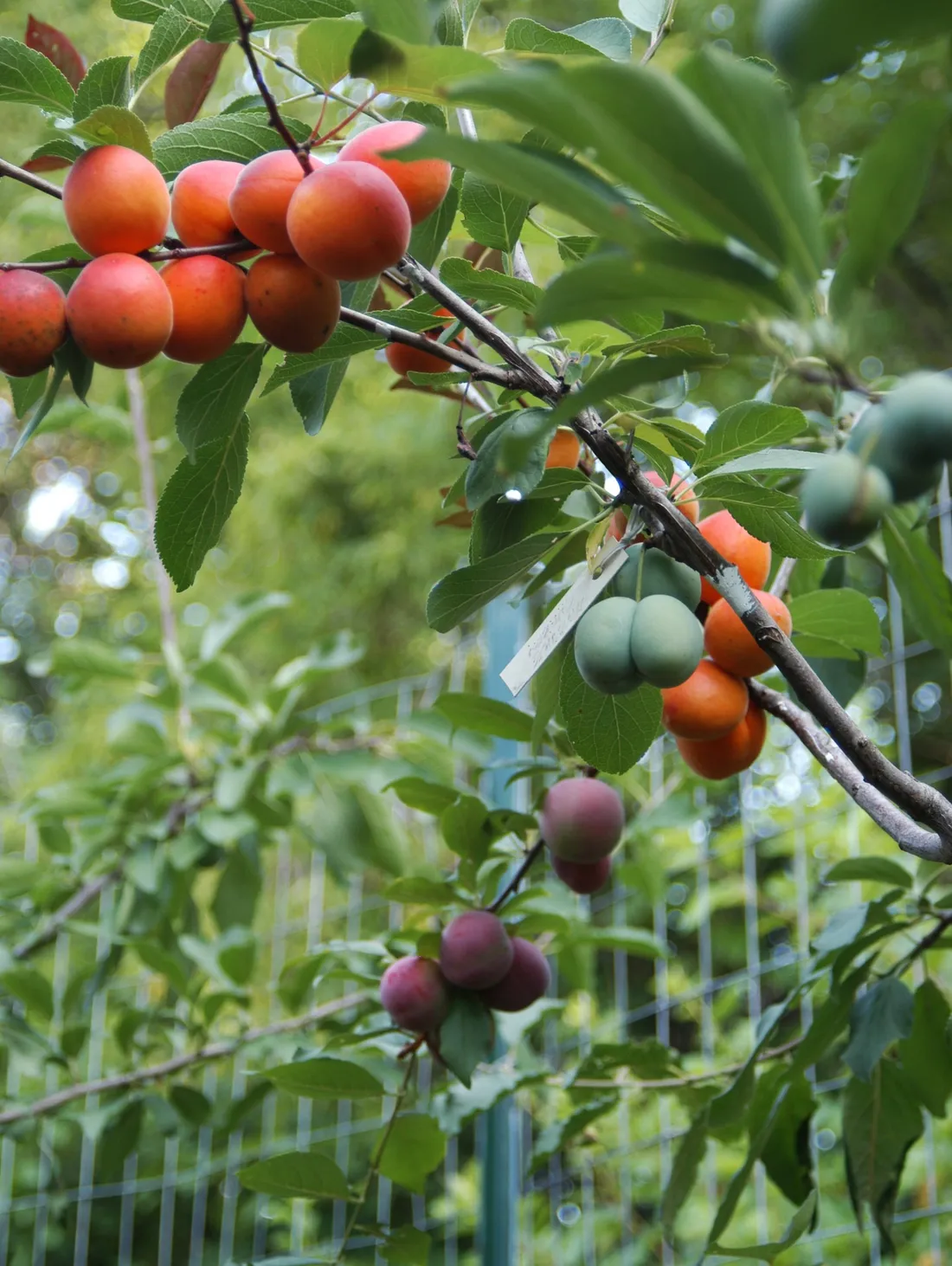 Tree limbs with multiple colored peaches and plums.