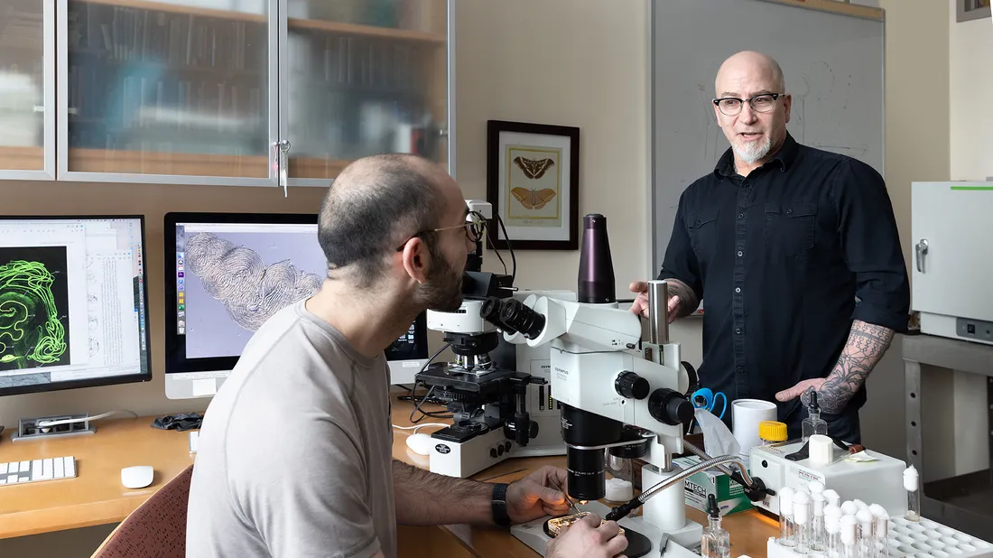 Two professors sit in lab looking in microscope.