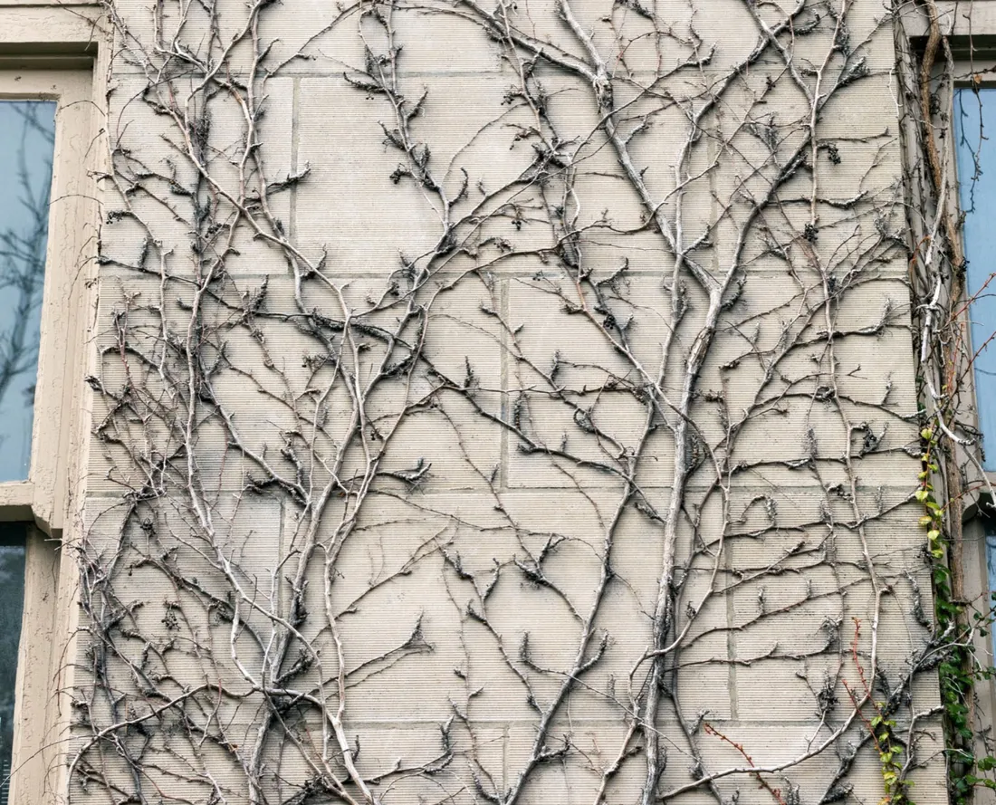 Close up of vining plants on a pillar of Slocum Hall.