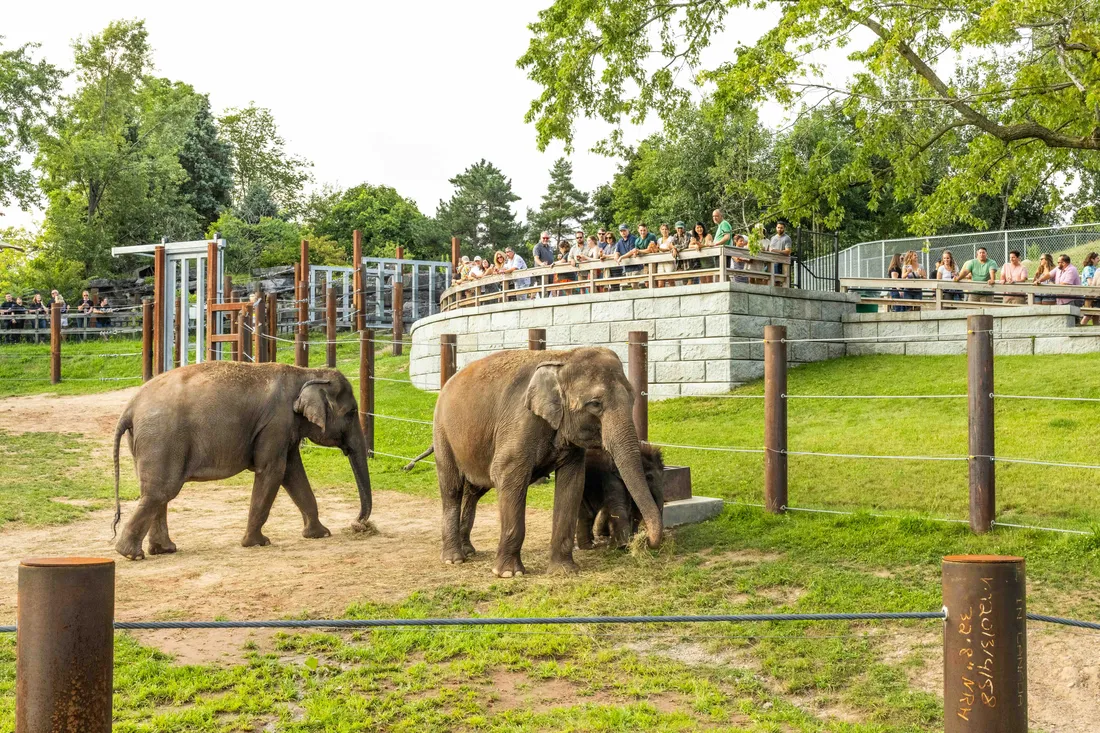 People looking at an elephant at the Rosamond Gifford Zoo in Syracuse, New York.