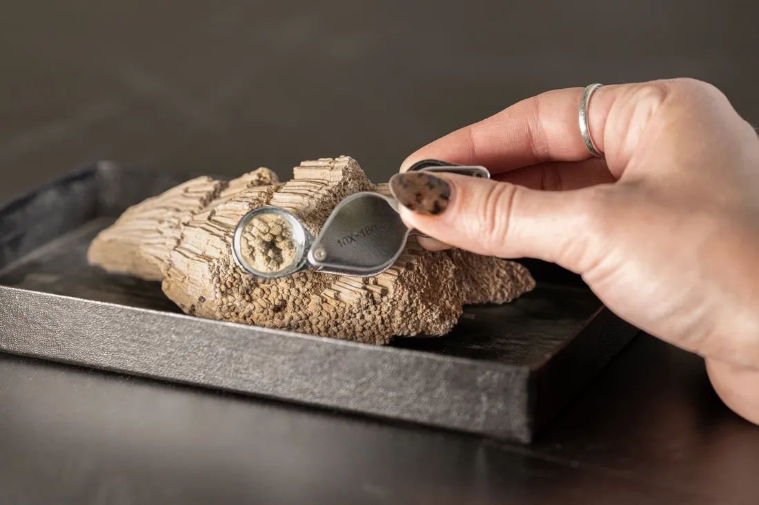 Close up of a hand holding a microscope up to a fossil.