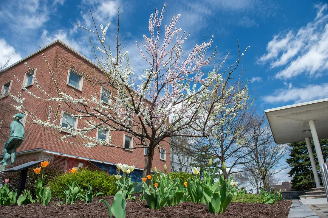 Phot of the Tree of 40 fruit in blossom located on the Syracuse quad.