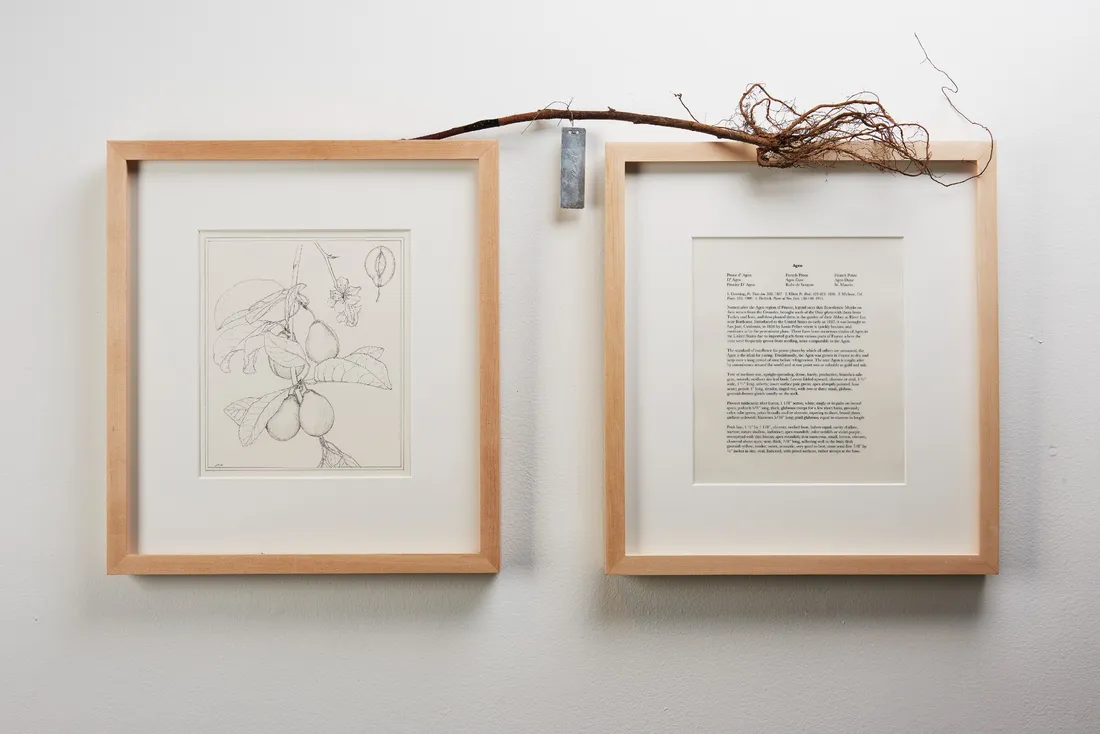 Gallery installation piece including botanical drawing, text, and a small branch with roots.