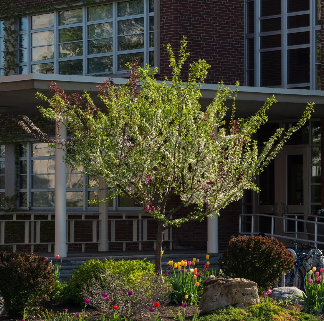 Sam Van Aken's Tree of 40 Fruit located on campus.