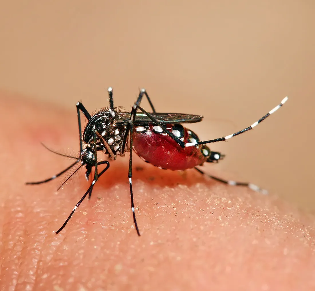 Mosquito feeding on human.