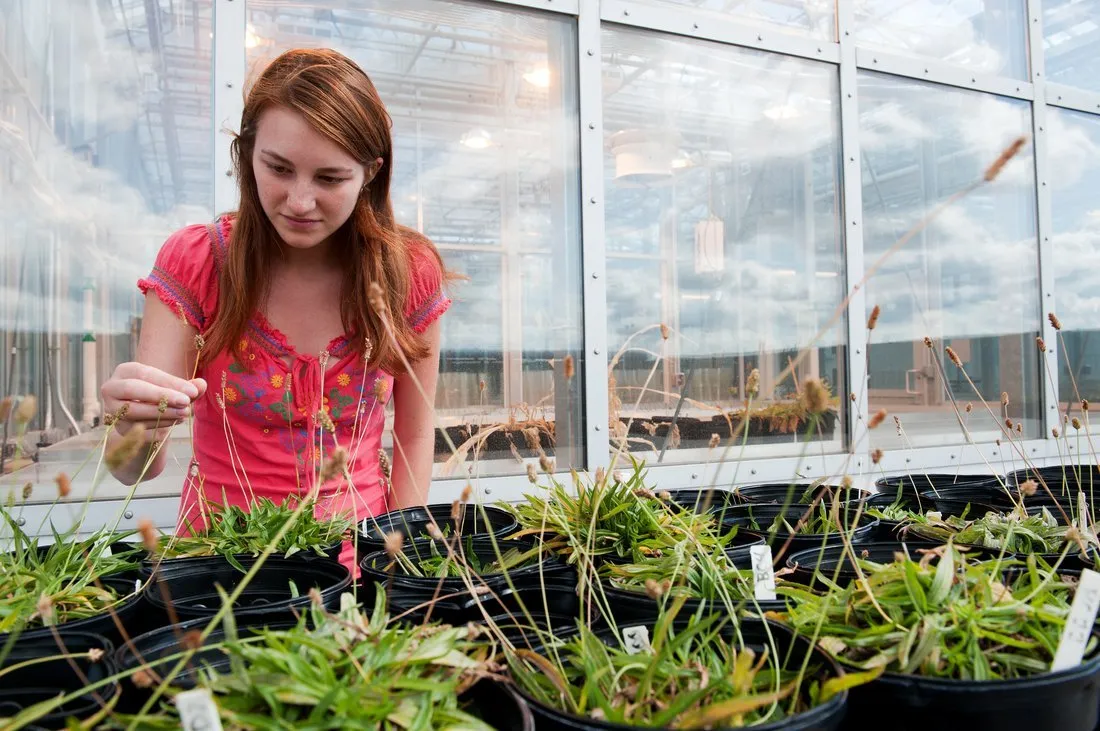 A student examines plants growing in a green house