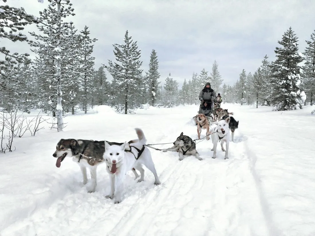 Dogs Mushing in the snow.
