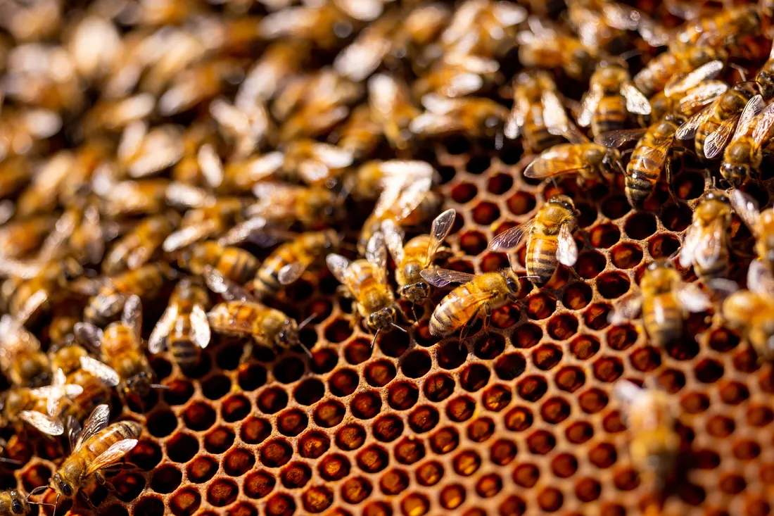 A hive of honey bees on their comb.