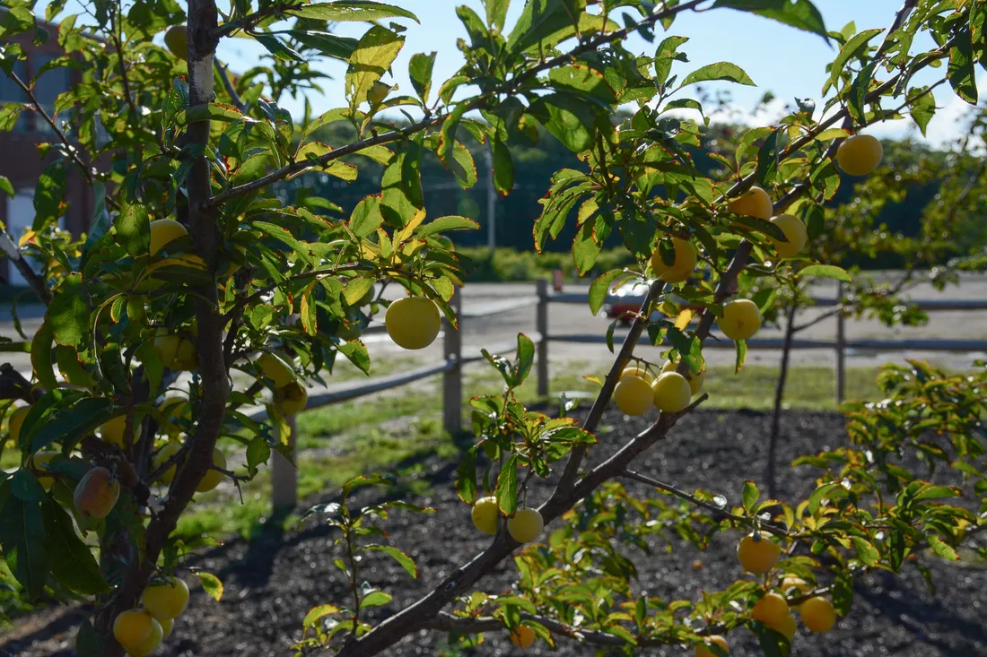 Close up of fruits growing on a tree.