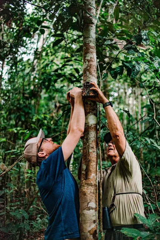 Colin Swider and Peter Wrege hanging a camera on a tree in the jungle.