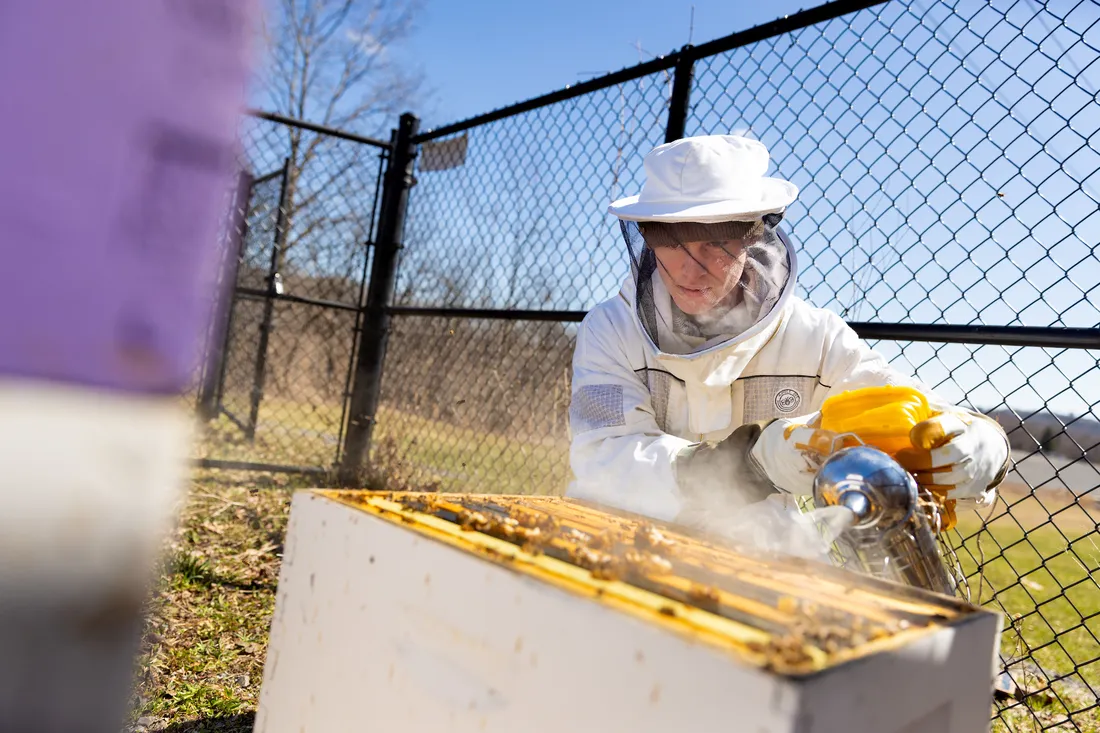 Someone smoking out a bee hive on Syracuse University's south campus.