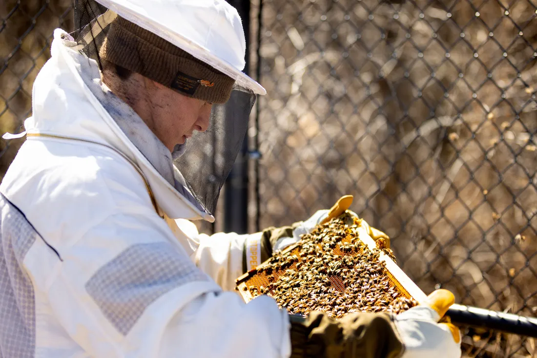 Someone holding a honey comb with bees on it.