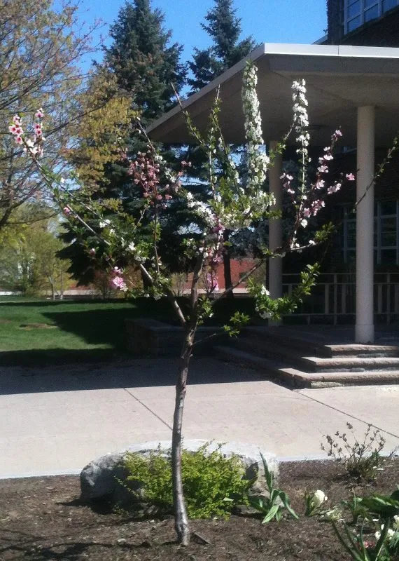 A tree near the iSchool with blossoms in many colors