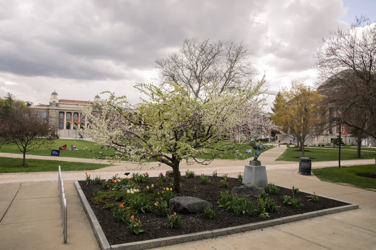 Sam Van Aken's Tree of 40 Fruit in the middle of campus.