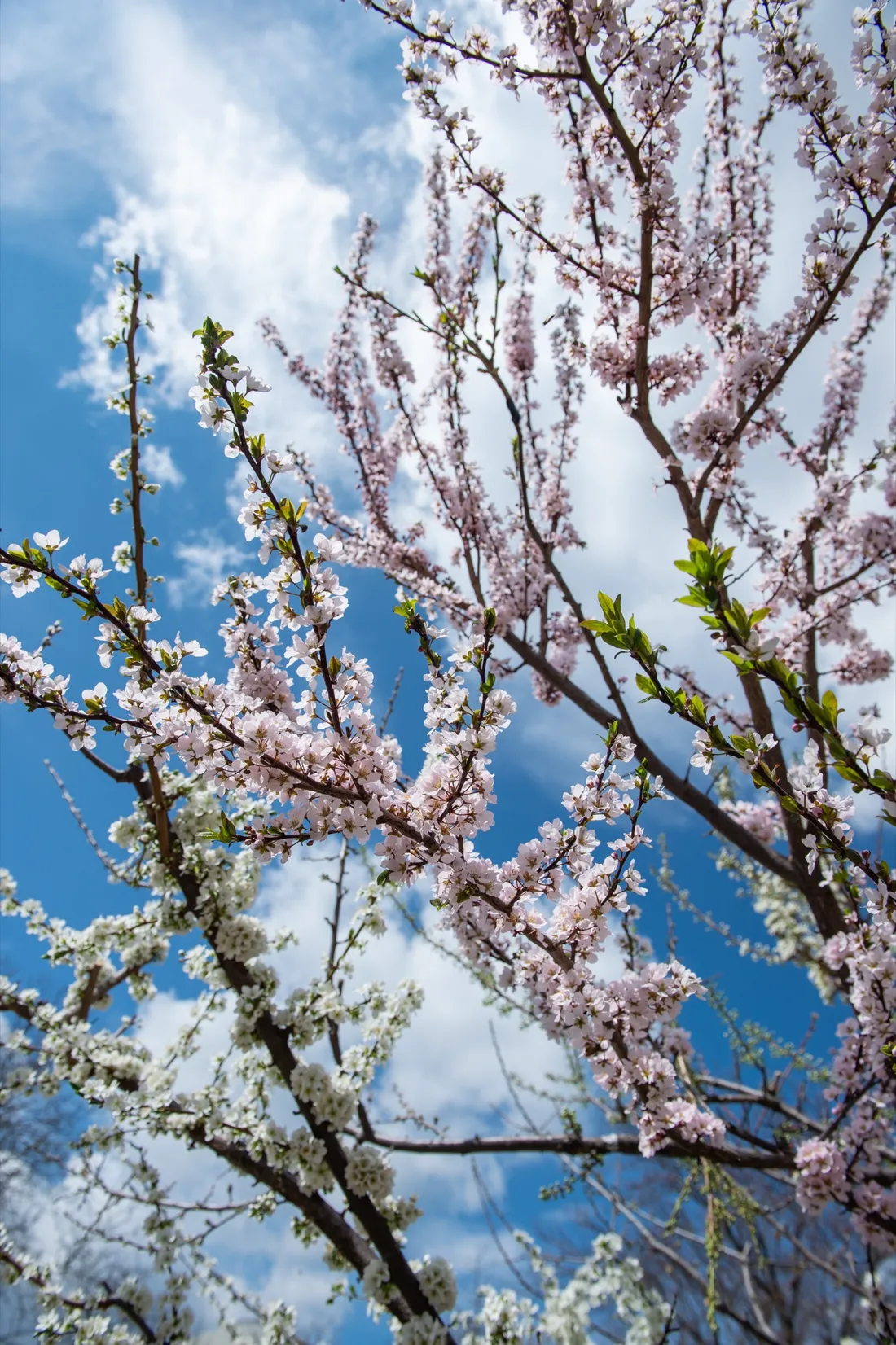 Close up of the blossoms on the Tree of 40 Fruit.