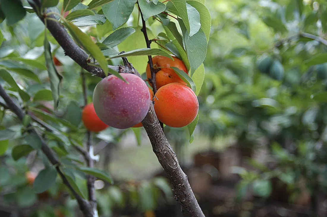 Close up of different fruits growing on the same tree