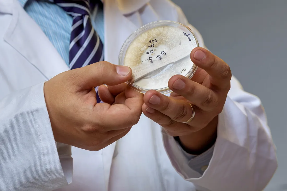 Professor showing fungi experiment in his hands.