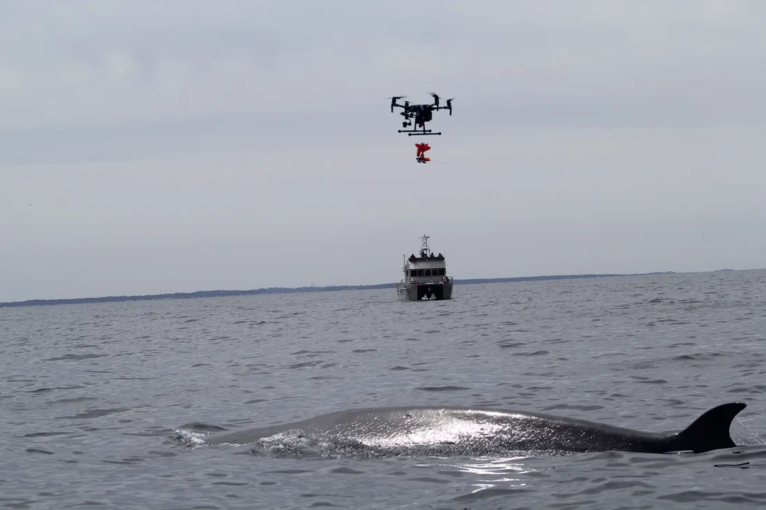 A boat on the ocean approaching a hump back whale.