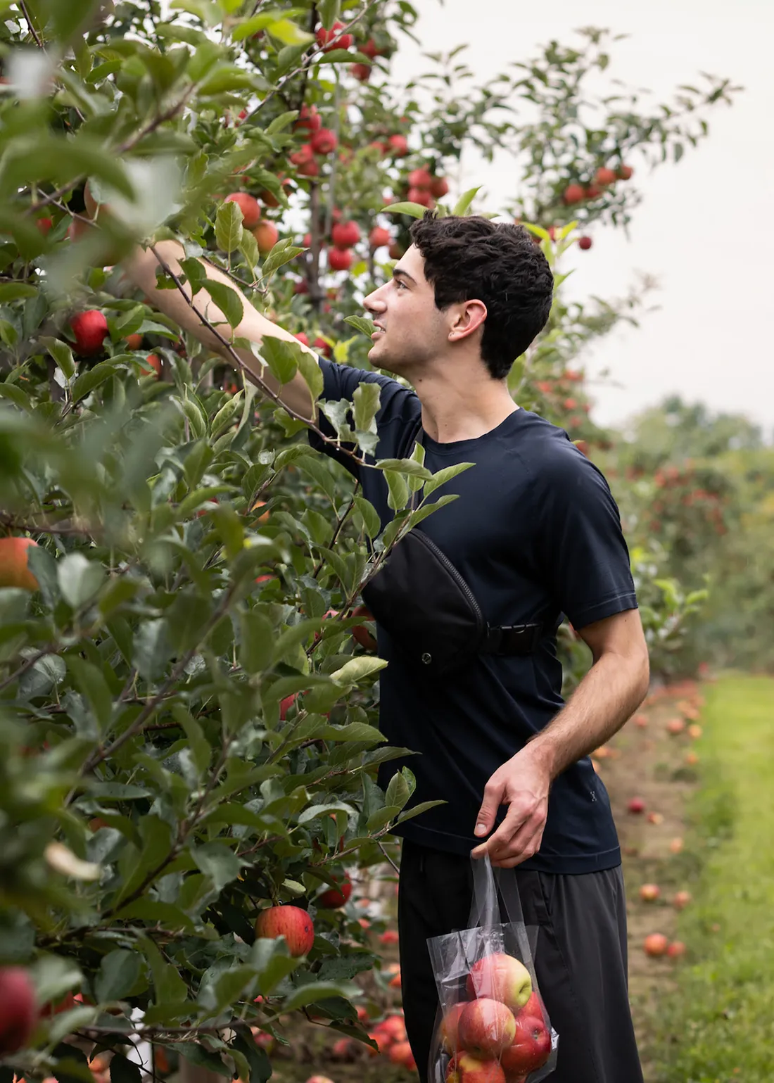 A man picking appples in a black t-shirt.