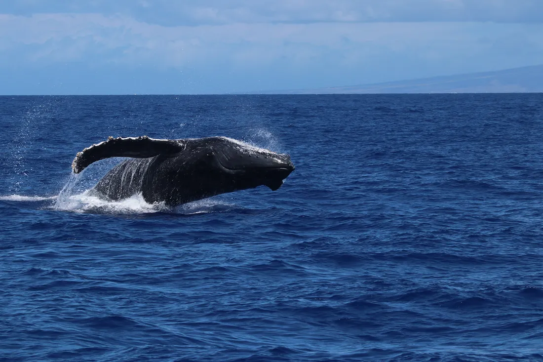 Photo of a whale in the ocean breaching the surface of the water.