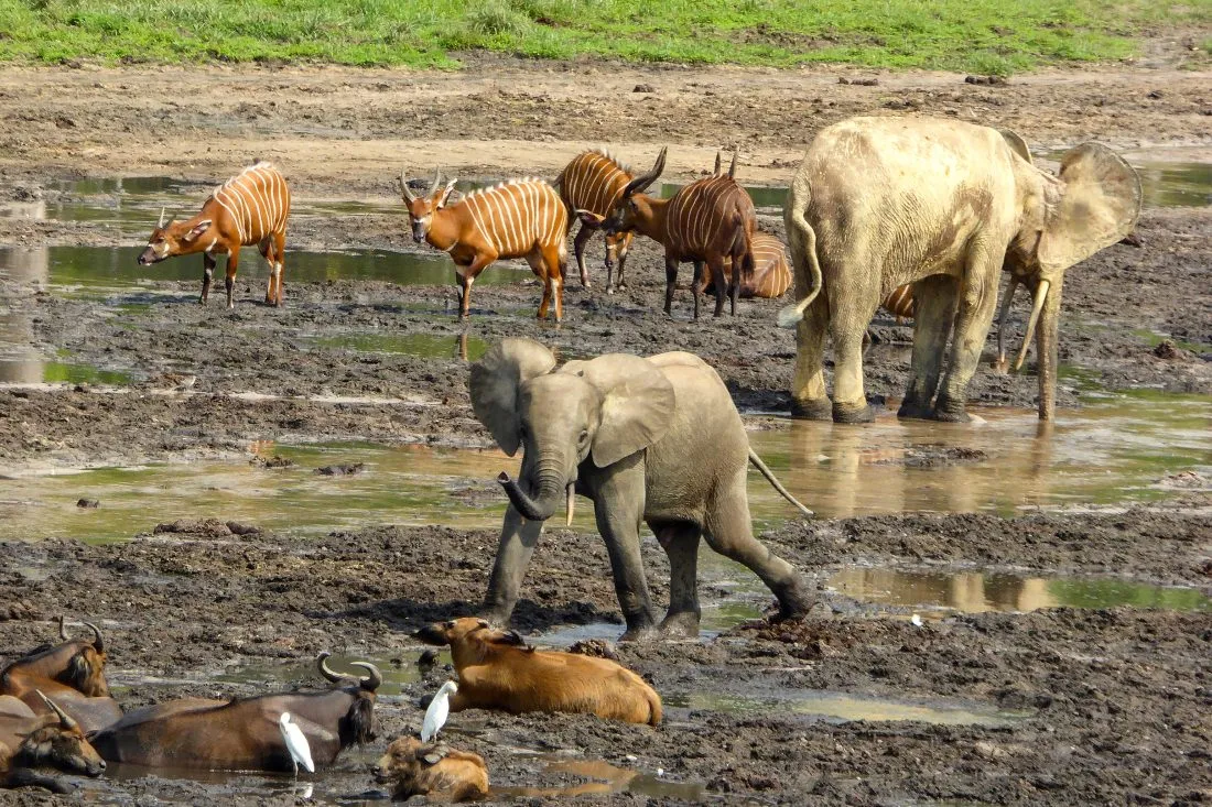African Elephants, African Bongos and African Water Buffalo's playing in the mud together in the Congo Basin
