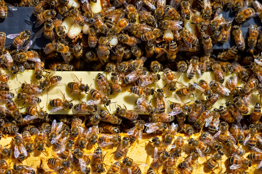 Bees moving around a hive box.